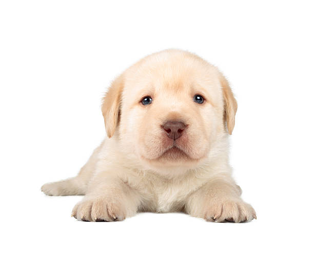 istock Yellow Labrador Retriever Puppy 180871944