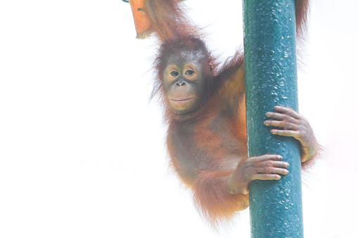 facial expressions of Bornean orangutans