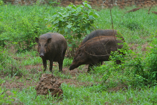 The wild boars look for food in the bushes