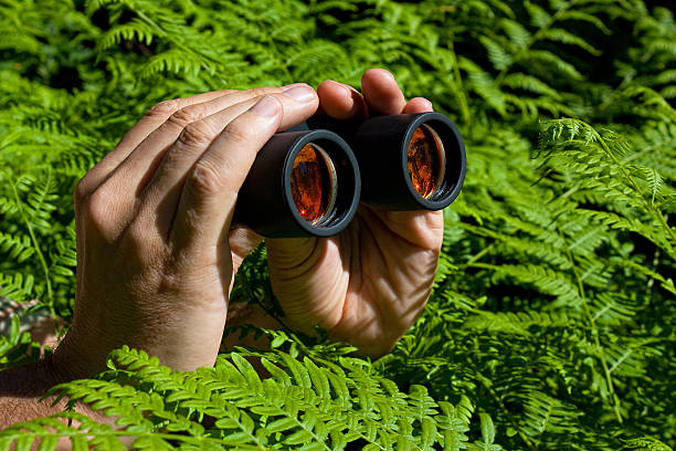 istock Binoculars in hand from the bushes 180873939