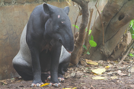 a tapir is sitting on the ground
