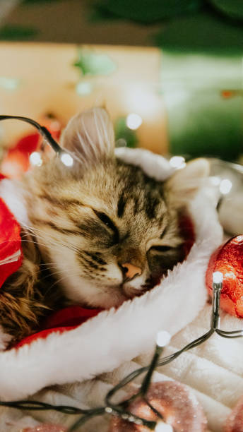 istock Sleeping cute kitten in a Santa Claus costume. 1808748601
