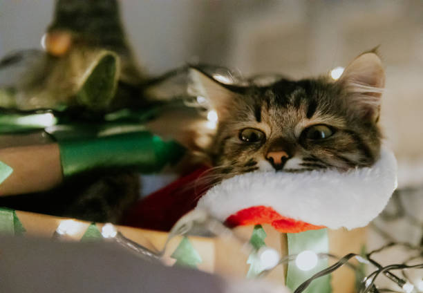 istock Kitten dressed as Santa Claus sleeping in a gift box with a garland. 1808748604