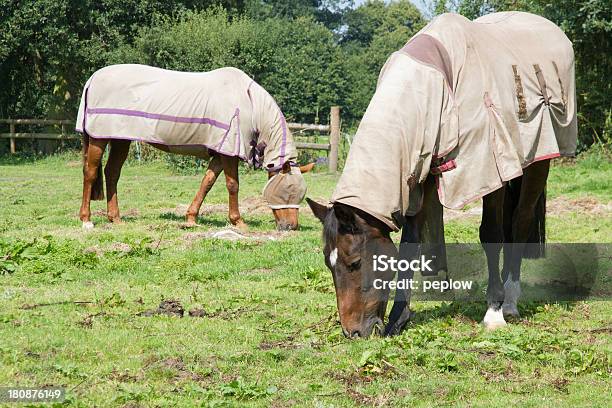 Photo libre de droit de Aucun Vol Sur Nous banque d'images et plus d'images libres de droit de Tapis décoratif - Tapis décoratif, Taon, Cheval