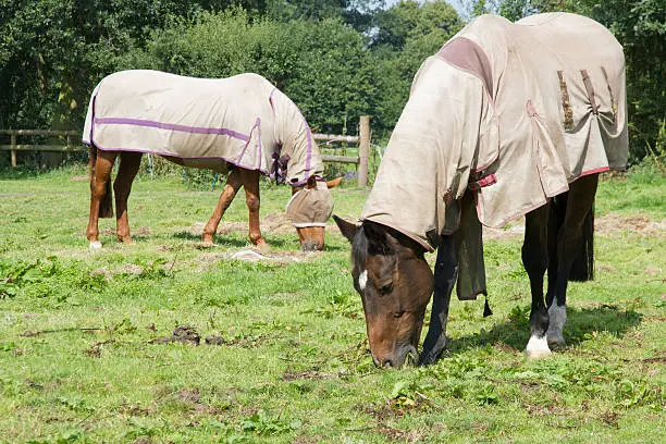 Two horses grazing in summer meadow well protected from flies.