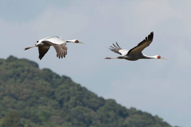 Pair of White-naped Cranes flying stock photo