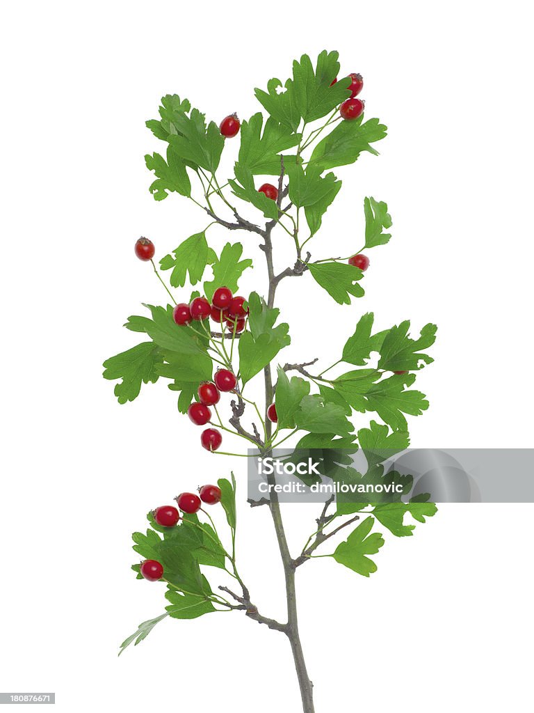 European hawthorn - Crataegus oxyacantha Photo of european hawthorn isolated on a white background. Alternative Medicine Stock Photo