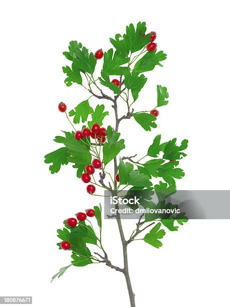 European Hawthorn Crataegus Oxyacantha Stock Photo - Download Image Now - Alternative Medicine, Antioxidant, Autumn