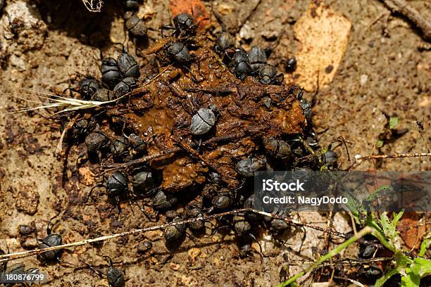 Dung Beetles In The Excreta Stock Photo - Download Image Now - Animal,  Animal Body Part, Animal Dung - iStock