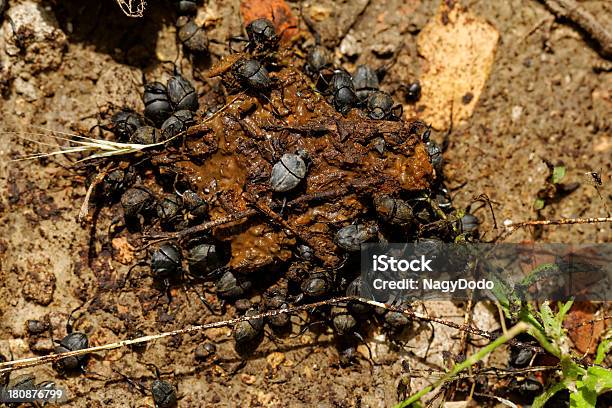 Dung Beetles In The Excreta Stock Photo - Download Image Now - Animal, Animal Body Part, Animal Dung - iStock Dung Beetles In The Excreta Stock Photo - Download Image Now - Animal, Animal Body Part, Animal Dung - iStock