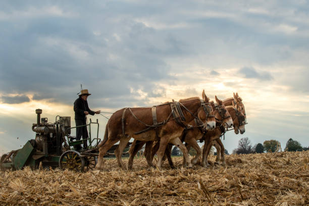 Plowing cornfield Gap, USA - November 11, 2023. An Amish boy plowing cornfield, Lancaster County, Pennsylvania, USA Amish stock pictures, royalty-free photos & images