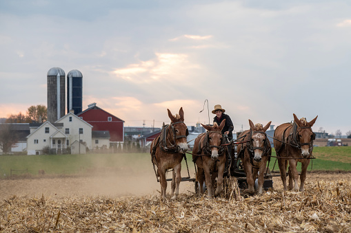 Gap, USA - November 11, 2023. An Amish boy plowing cornfield, Lancaster County, Pennsylvania, USA