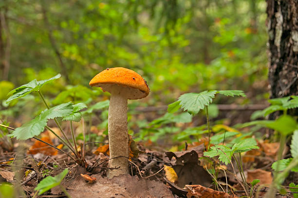 istock Orange Birch Bolete mushroom stands against blurred background 180877341