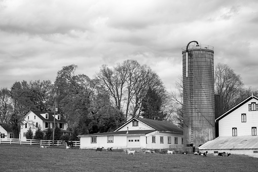 Gap, USA - November 11, 2023. Amish farmhouse with animals, Lancaster County, Pennsylvania, USA