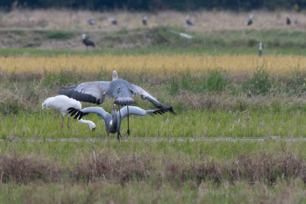 White-naped Cranes juvenile dancing stock photo