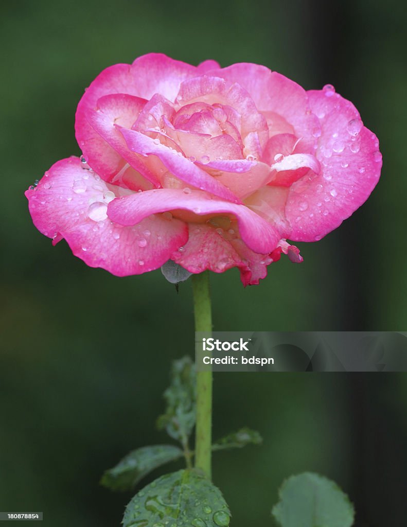 Rosa rosa - Foto de stock de Aberto royalty-free