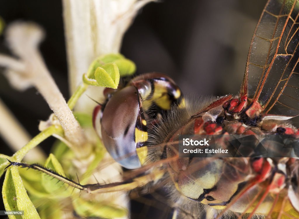 Rosso Libellula testa. Vista posteriore. - Foto stock royalty-free di Animale