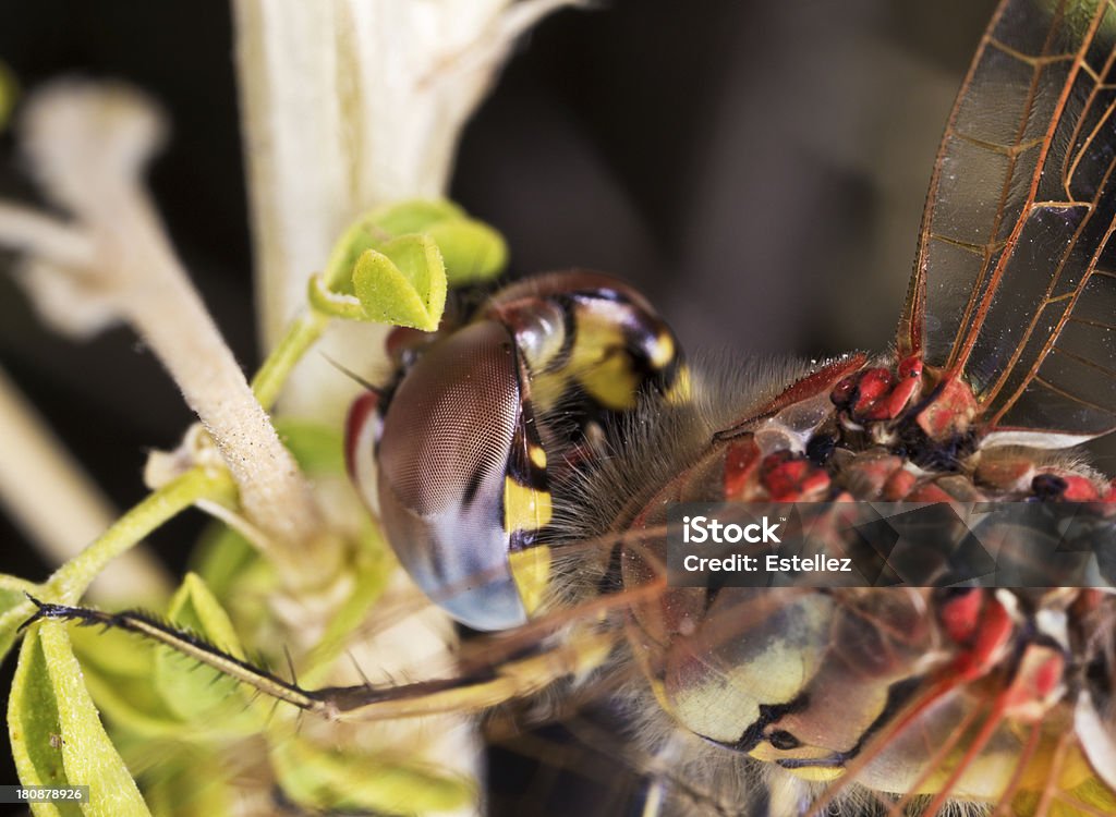 Red dragonfly cabeça. Vista traseira. - Foto de stock de Animal royalty-free