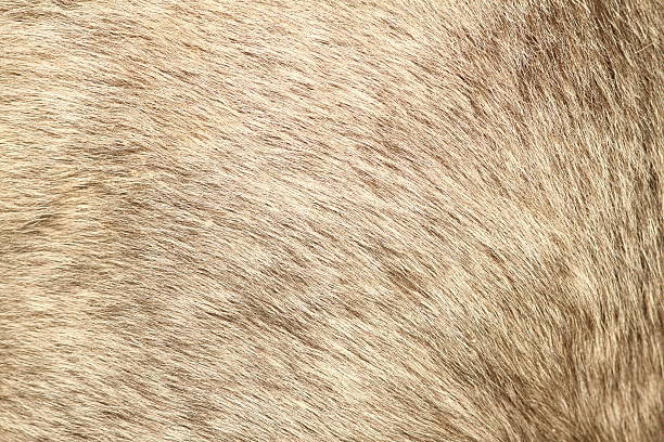 istock fur texture of a short hair pony 180878938
