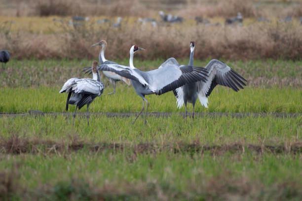 White-naped Cranes dancing stock photo
