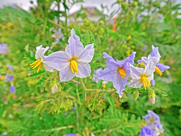 istock Solanum sisymbriifolium 180879237