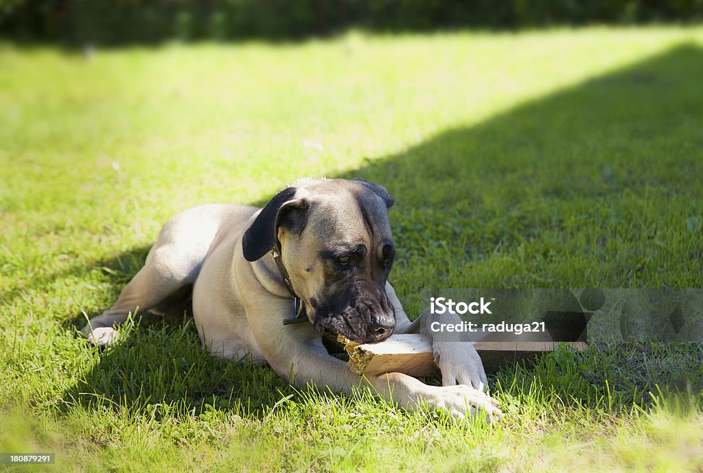 boerboel dog lying on the grass boerboel dog lying on the grass and chewing on a stick Boerboel Stock Photo