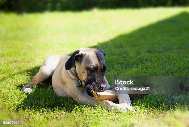 Boerboel Dog Lying On The Grass Stock Photo - Download Image Now - Boerboel, Canine - Animal, Cute