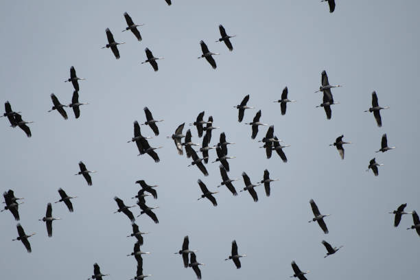 Flock of Hooded Cranes flying stock photo
