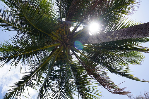 Looking up at flared sun rays through palm tree with coconuts in queensland, australia