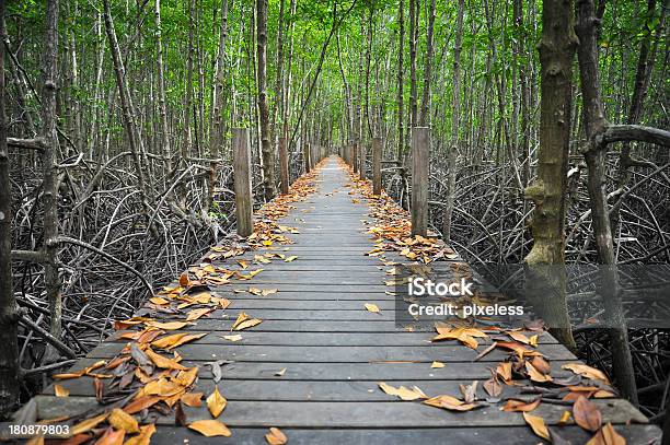 Foto de Ponte Para A Floresta e mais fotos de stock de Abertura - Abertura, Acampar, Adulto