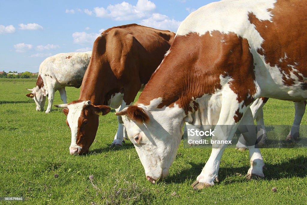 Les vaches Brouter - Photo de Agriculture libre de droits