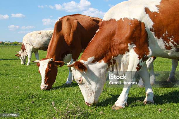 Photo libre de droit de Les Vaches Brouter banque d'images et plus d'images libres de droit de Agriculture - Agriculture, Aliment, Animal femelle