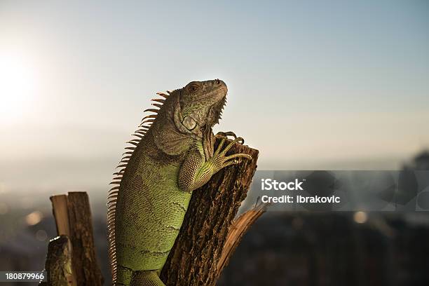 Iguana Czołgać Się Na Kawałek Drewna I Upozowując - zdjęcia stockowe i więcej obrazów Część - Część, Część ciała zwierzęcia, Drewno - Tworzywo