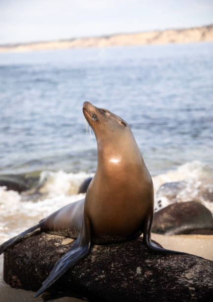 istock Sea Lion Sun Bathing 1808805006