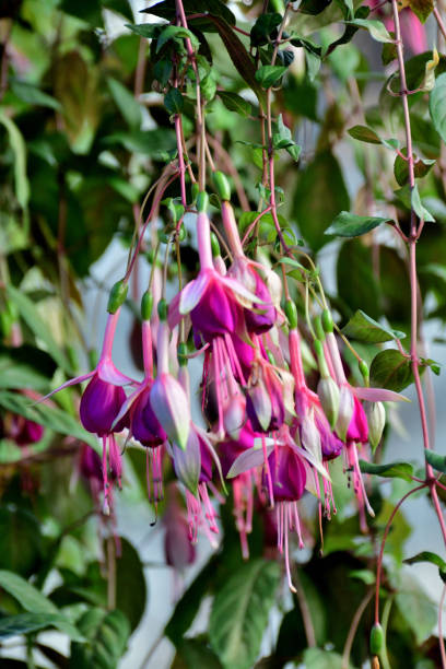 istock Fuchsia Flowers: Fabulous Staple for Hanging Baskets with Their Elegant, Drooping Flowers 1808808120