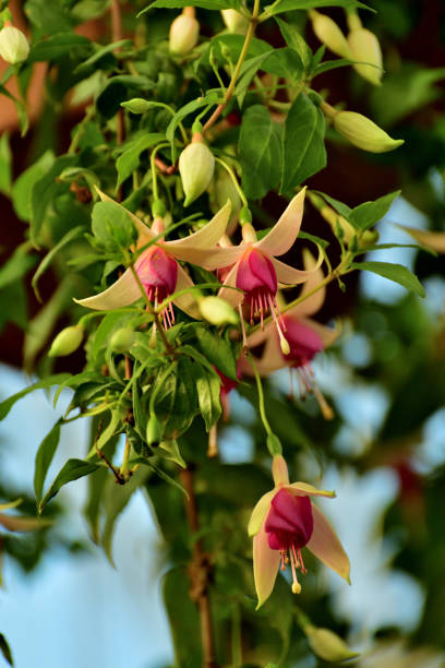 istock Fuchsia Flowers: Fabulous Staple for Hanging Baskets with Their Elegant, Drooping Flowers 1808809504