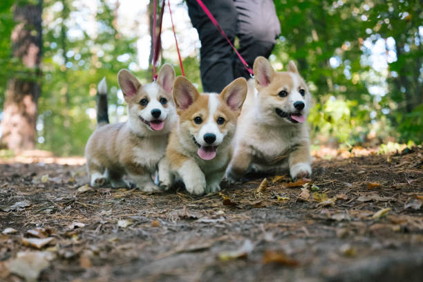 dog walk in forest: three corgi puppies same time at leash stock photo