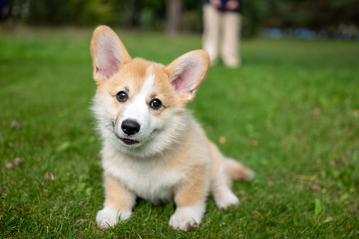 Happy Doggy Fast Running On Grass.