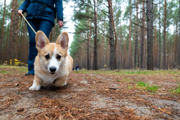 istock dog walk in forest with fluffy corgi puppy 1808812818