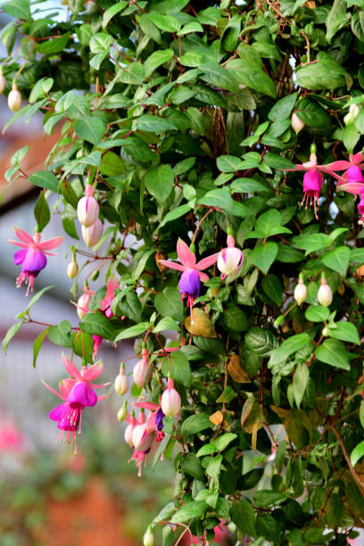 istock Fuchsia Flowers: Fabulous Staple for Hanging Baskets with Their Elegant, Drooping Flowers 1808814407