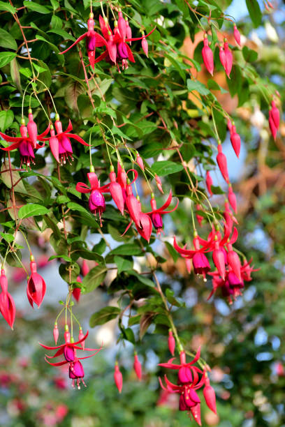 istock Fuchsia Flowers: Fabulous Staple for Hanging Baskets with Their Elegant, Drooping Flowers 1808815476