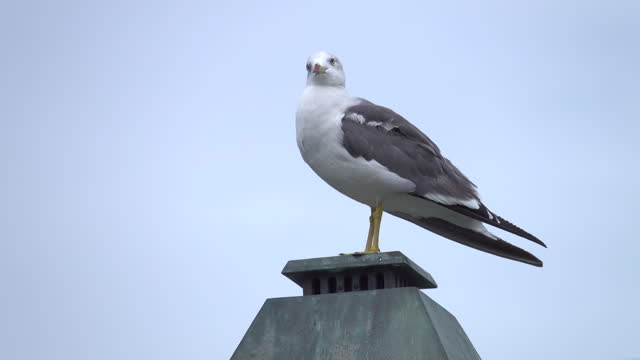 Seagull sitting on a lamppost