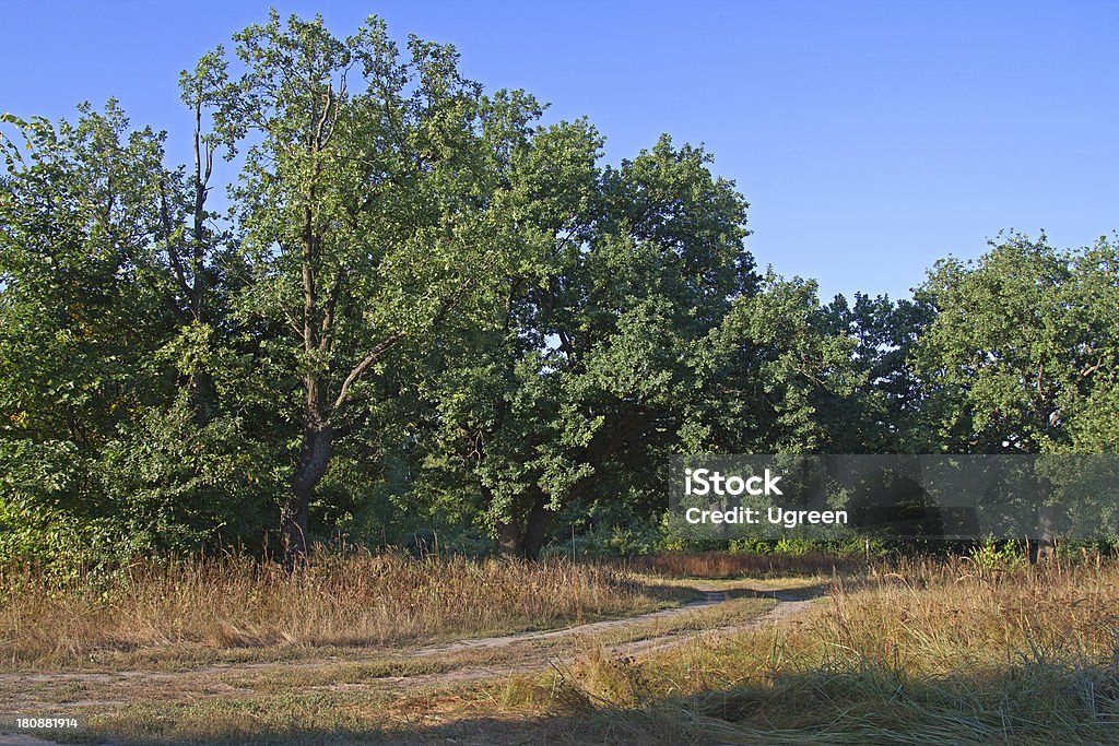 Schotterstrecke im oak grove - Lizenzfrei Ausgedörrt Stock-Foto