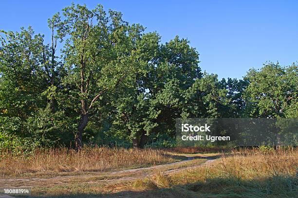 Schotterstrecke Im Oak Grove Stockfoto und mehr Bilder von Ausgedörrt - Ausgedörrt, Baum, Baumbestand