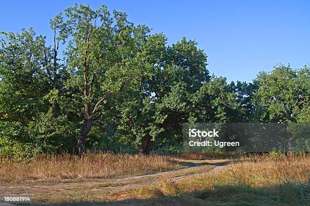 Грунтовая Дорога В Oak Grove — стоковые фотографии и другие картинки Без людей - Без людей, Блестящий, Восход солнца