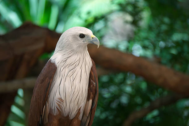 eagle stock photo