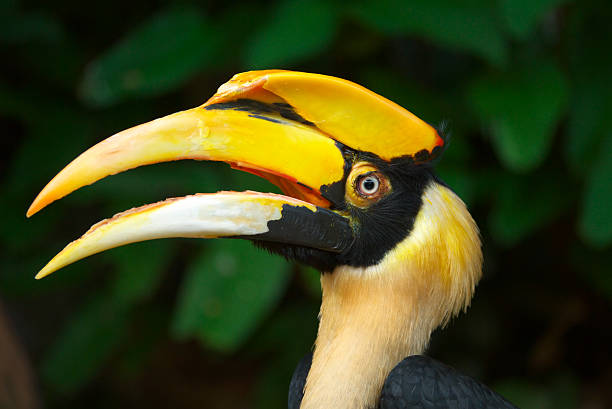 head of hornbill stock photo