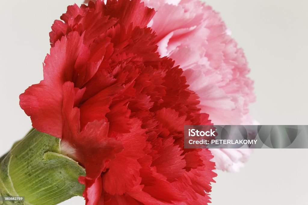 Carnation flores - Foto de stock de Bouquet royalty-free