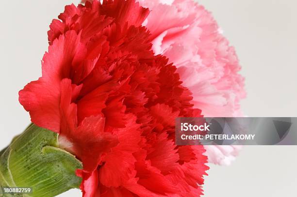 Foto de Carnation Flores e mais fotos de stock de Bouquet - Bouquet, Cabeça da flor, Cartão do Dia dos Namorados
