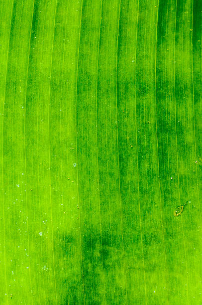istock Dirty green banana leaf texture 180882863